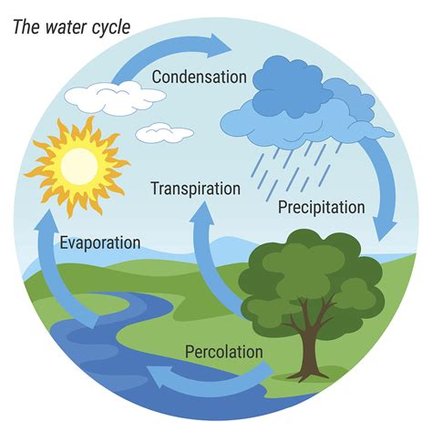 the water cucle